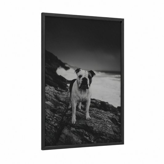 Coastal Bulldog framed art print — black wood frame — black and white palette
