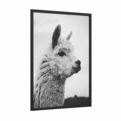 Serene Alpaca framed art print — black wood frame — black and white palette