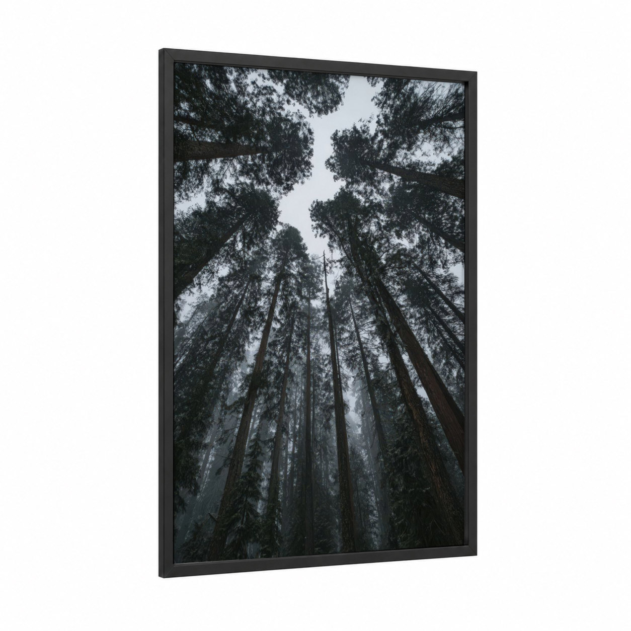 Misty Forest Giants framed forest trees print — black wood frame — gray and black and white palette