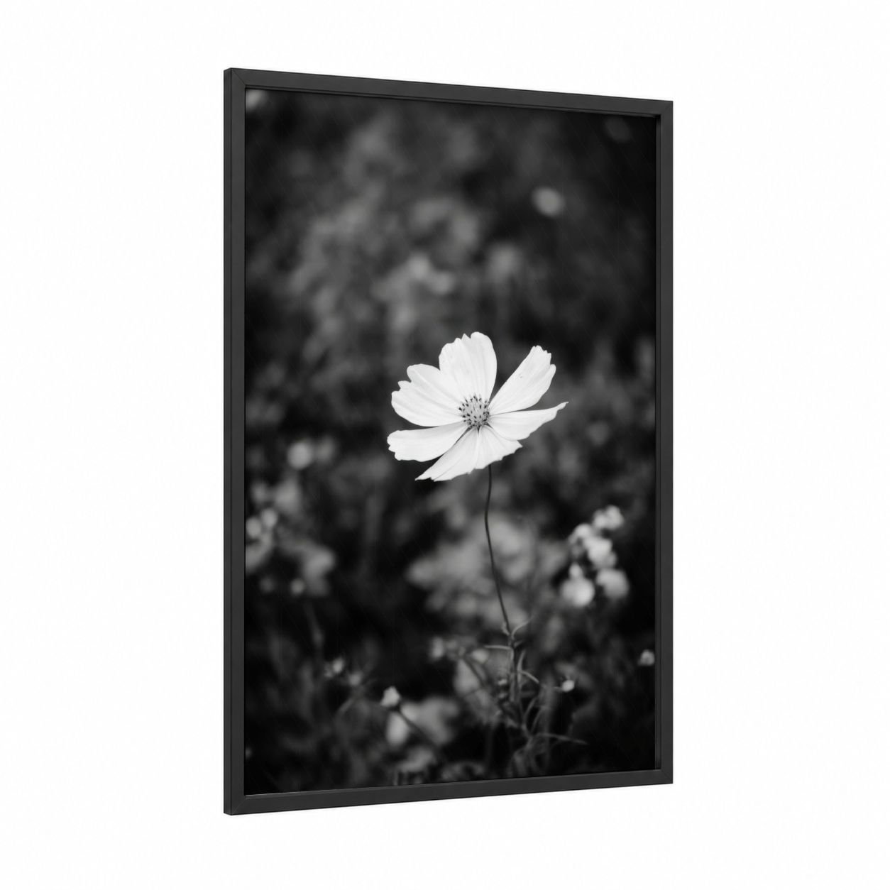 Solitary Cosmos framed abstract flower print — black wood frame — black and white palette