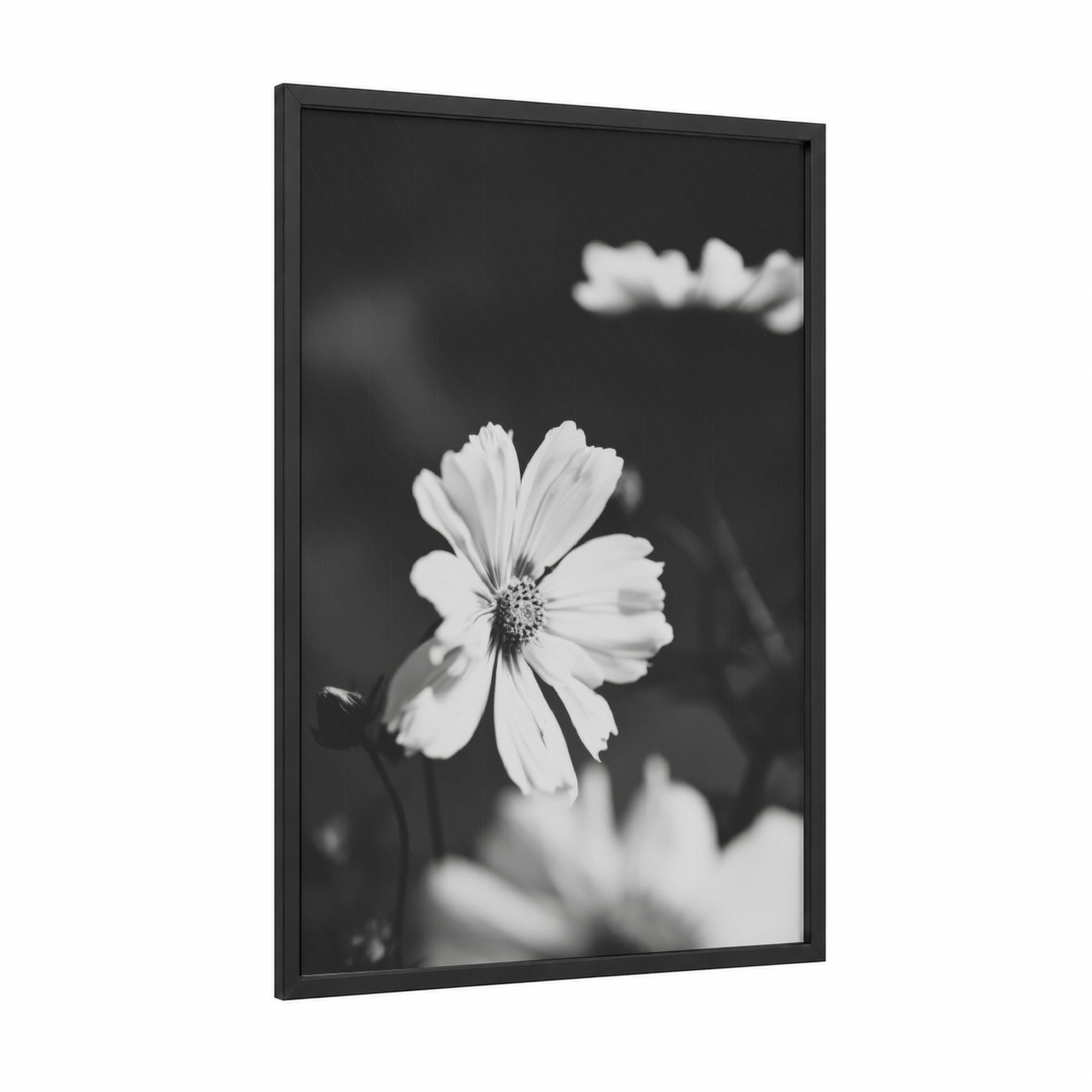 Monochrome Cosmos framed abstract flower print — black wood frame — black and white palette