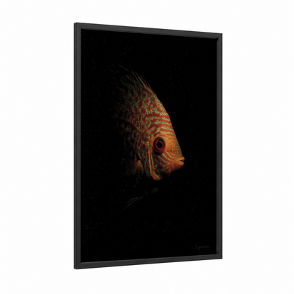 Crimson Discus Fish framed art print — black wood frame — red and gold palette