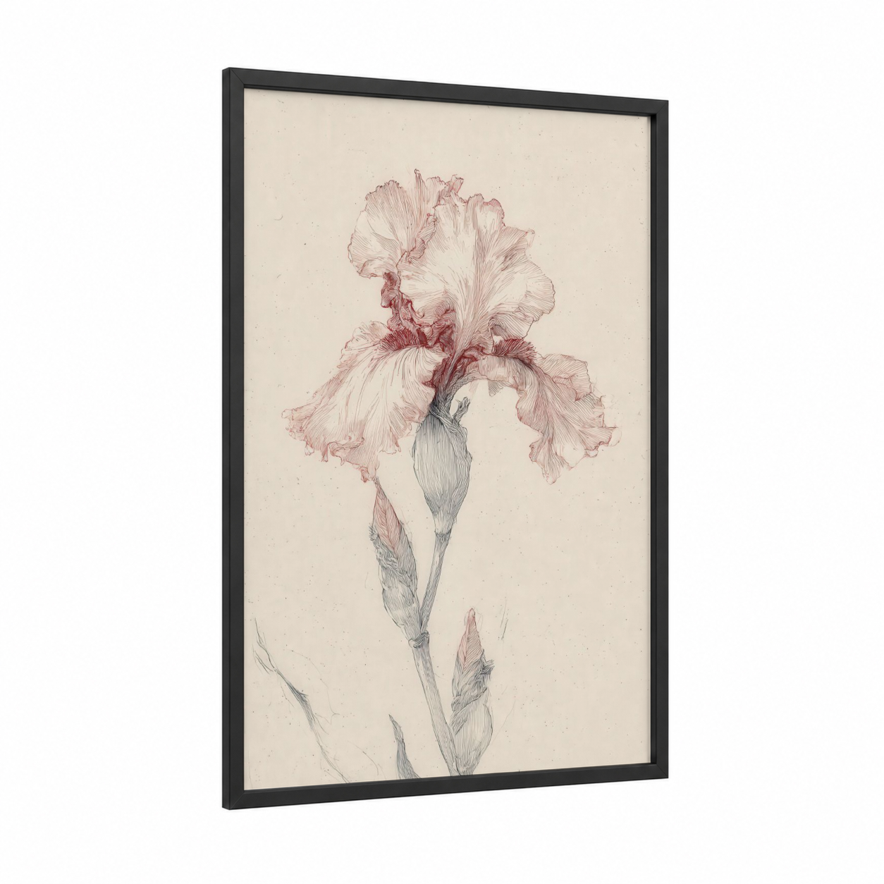 Blush Iris Study framed art print — black wood frame — peach and cream palette