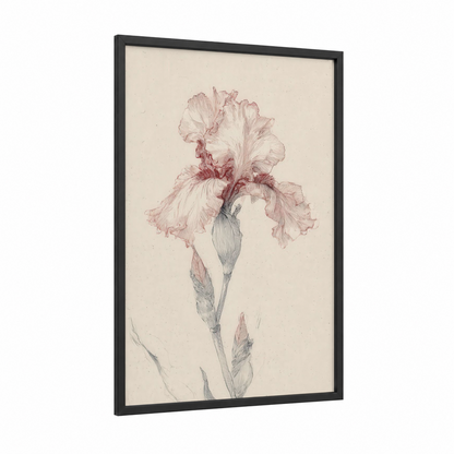 Blush Iris Study framed art print — black wood frame — peach and cream palette