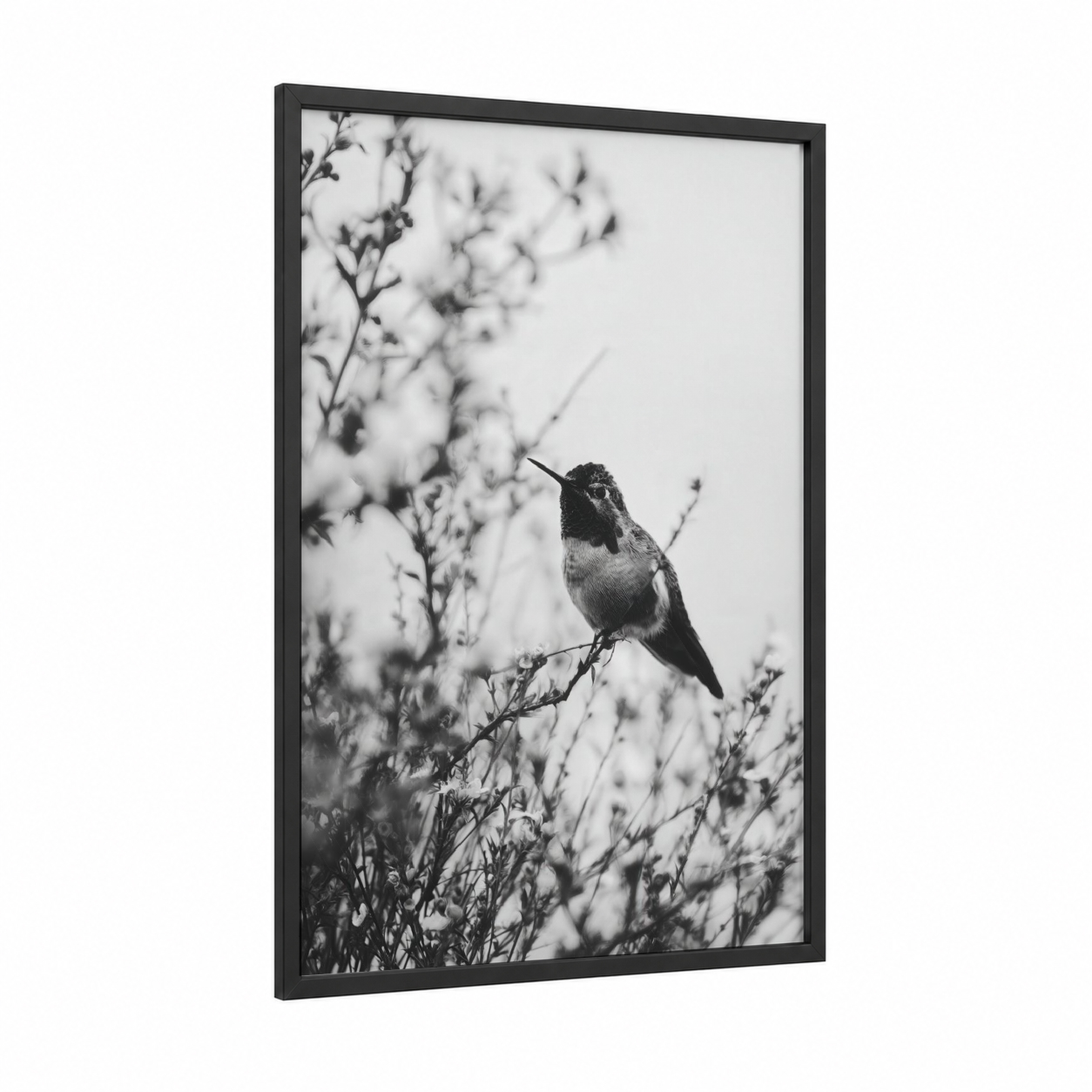 Garden Hummingbird framed art print — black wood frame — black and white and gray palette