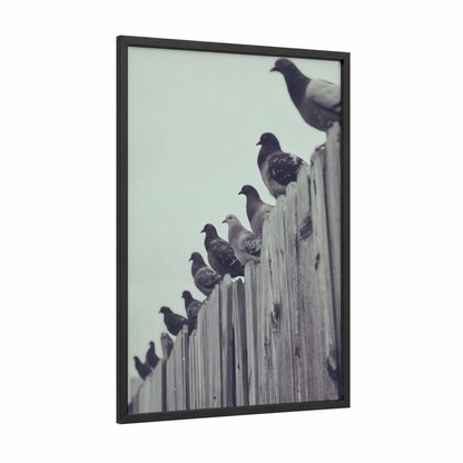 Perched Pigeons framed art print — black wood frame — black and white and gray palette