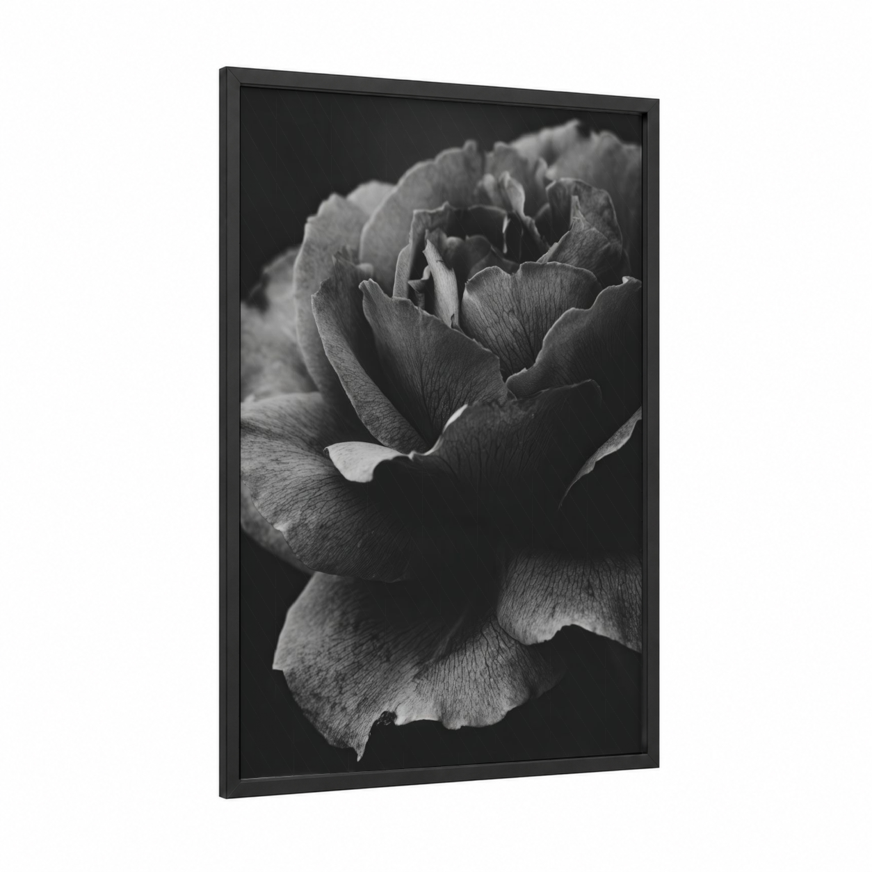 Monochrome Rose Study framed roses print — black wood frame — black and white palette