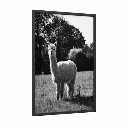 Meadow Alpaca framed art print — black wood frame — black and white palette