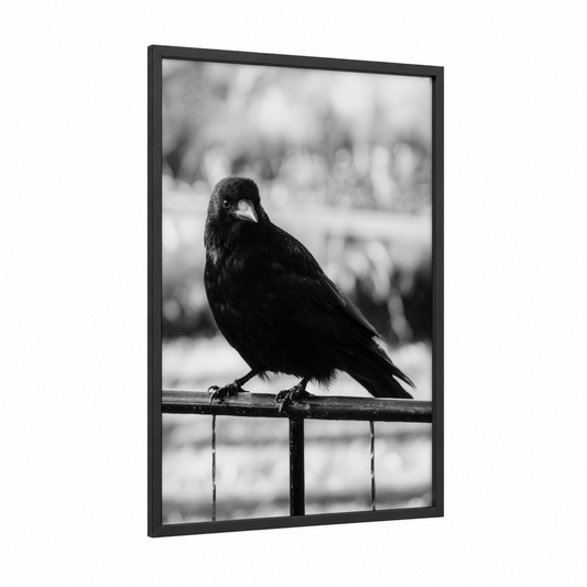 Perched Raven framed crows and ravens print — black wood frame — black and white palette