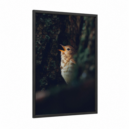 Singing Thrush framed art print — black wood frame — dark blue and olive palette