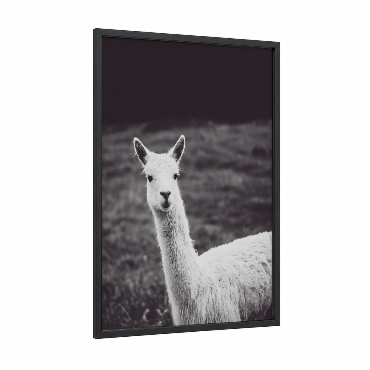 Snowy Alpaca Portrait framed art print — black wood frame — black and white and gray palette