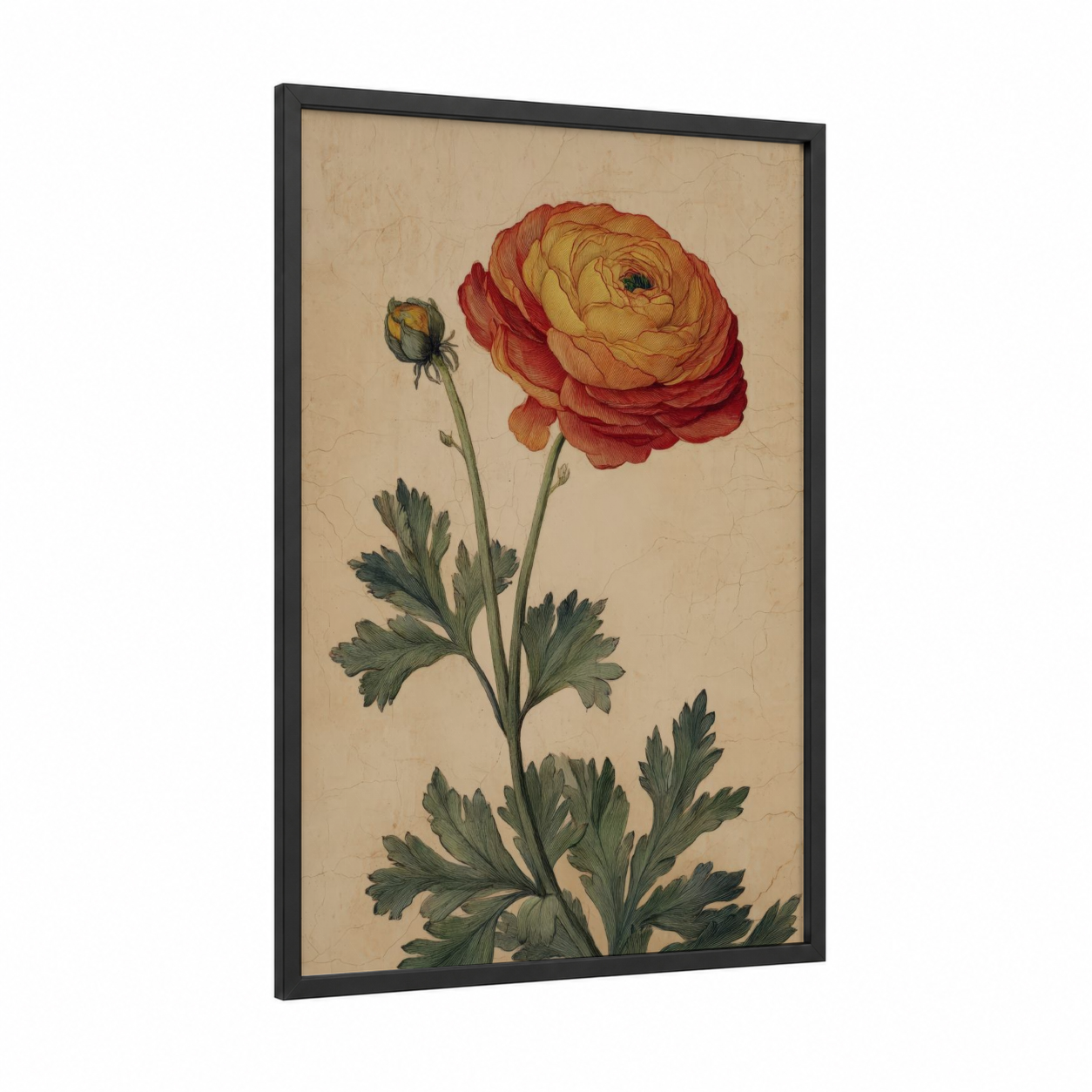 Crimson Ranunculus framed art print — black wood frame — red and gold palette