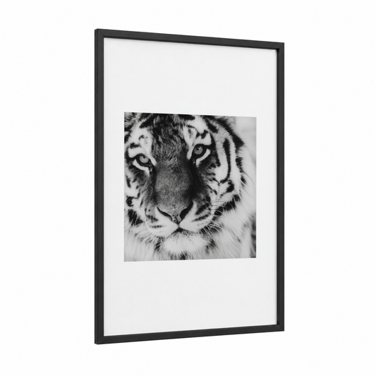 White Tiger Portrait framed art print — black wood frame — black and white palette