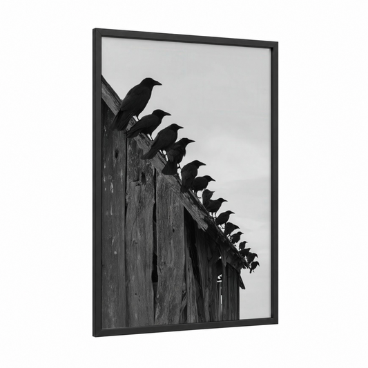 Perched Ravens framed crows and ravens print — black wood frame — black and white palette