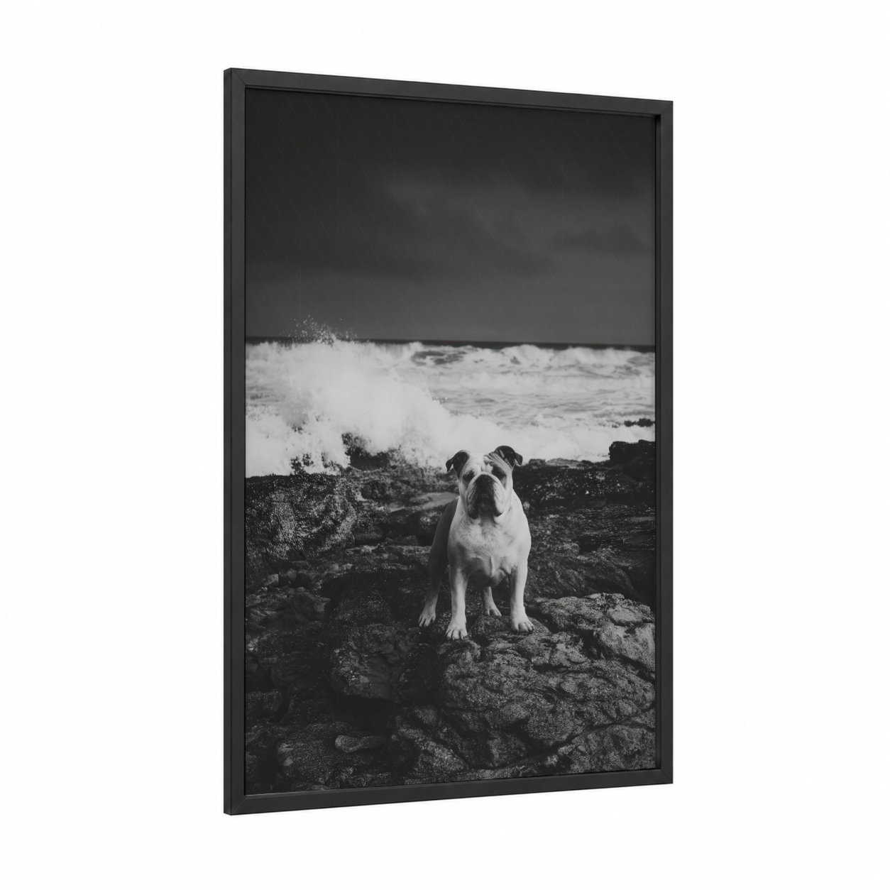 Coastal Bulldog framed art print — black wood frame — black and white and gray palette