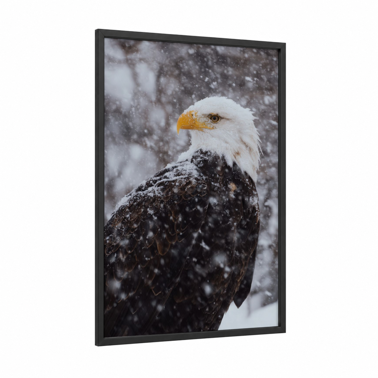 Snowy Eagle Portrait framed art print — black wood frame — black and white and gold palette