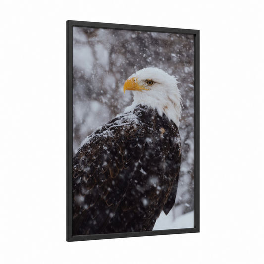 Snowy Eagle Portrait framed art print — black wood frame — black and white and gold palette