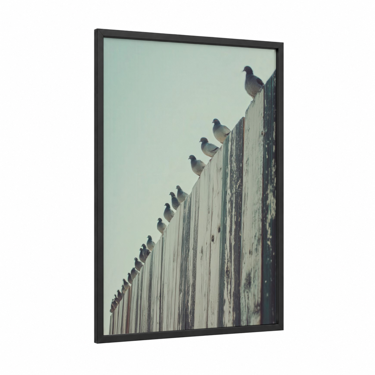 Perched Pigeons framed art print — black wood frame — gray and gray and white palette