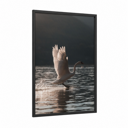 Lakeside Swan framed art print — black wood frame — white and gray palette