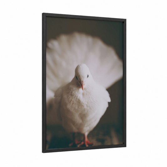 Serene White Pigeon framed art print — black wood frame — white and dove gray palette