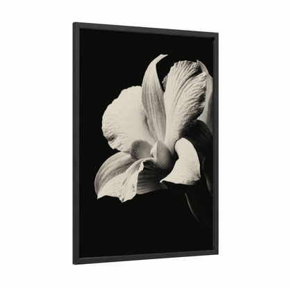 Dramatic Orchid framed art print — black wood frame — black and white palette