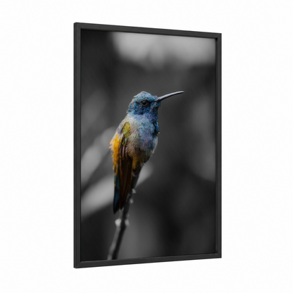 Blue Hummingbird Portrait framed art print — black wood frame — blue and gold palette
