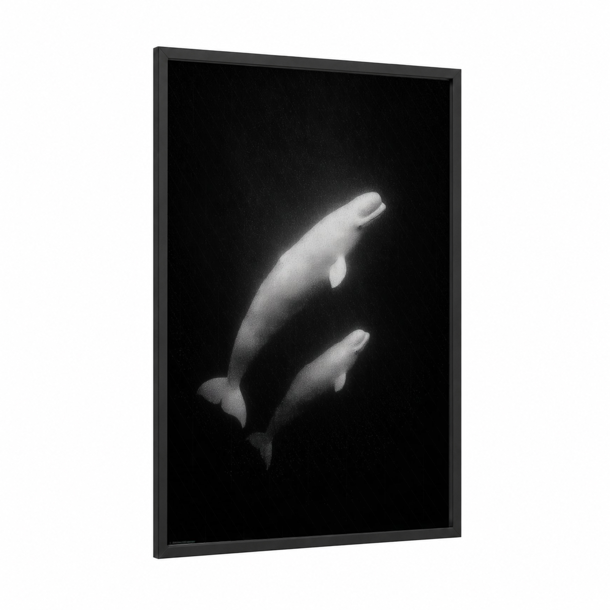 Beluga Pair framed beluga whale print — black wood frame — black and white palette
