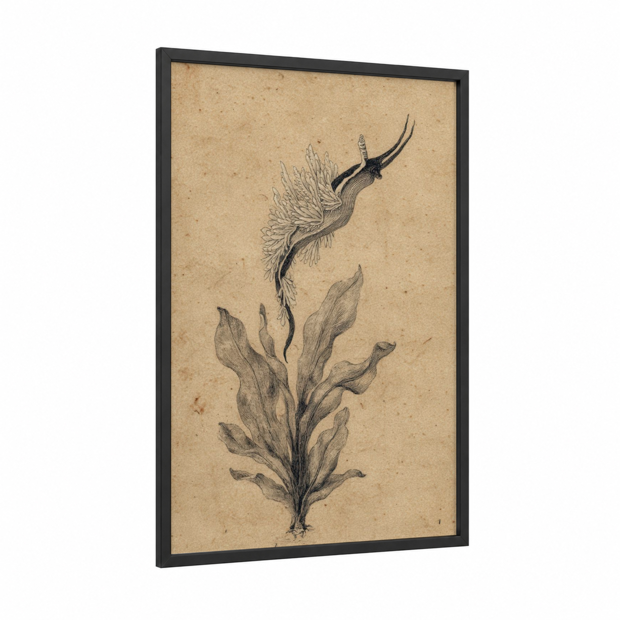 Feathered Nudibranch framed art print — black wood frame — beige and black palette