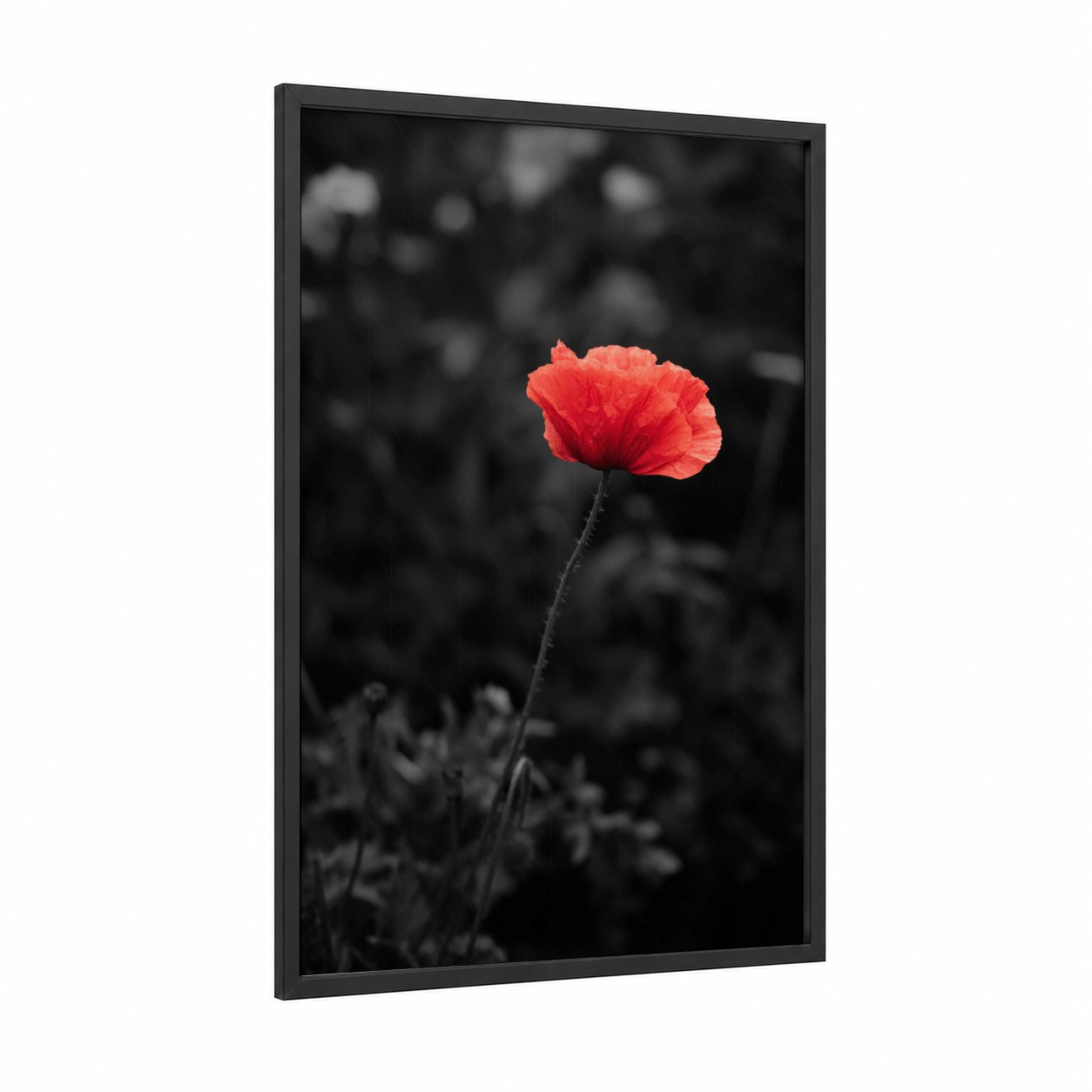Crimson Poppy Solo framed abstract flower print — black wood frame — red and black and white palette