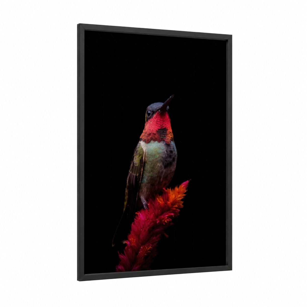Crimson Hummingbird framed art print — black wood frame — red and black palette