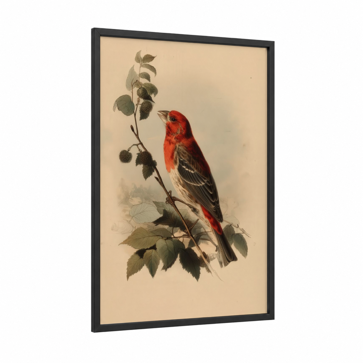 Scarlet Finch framed art print — black wood frame — red and sage green palette