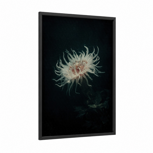 Luminous Sea Anemone framed art print — black wood frame — blue and white and black and white palette