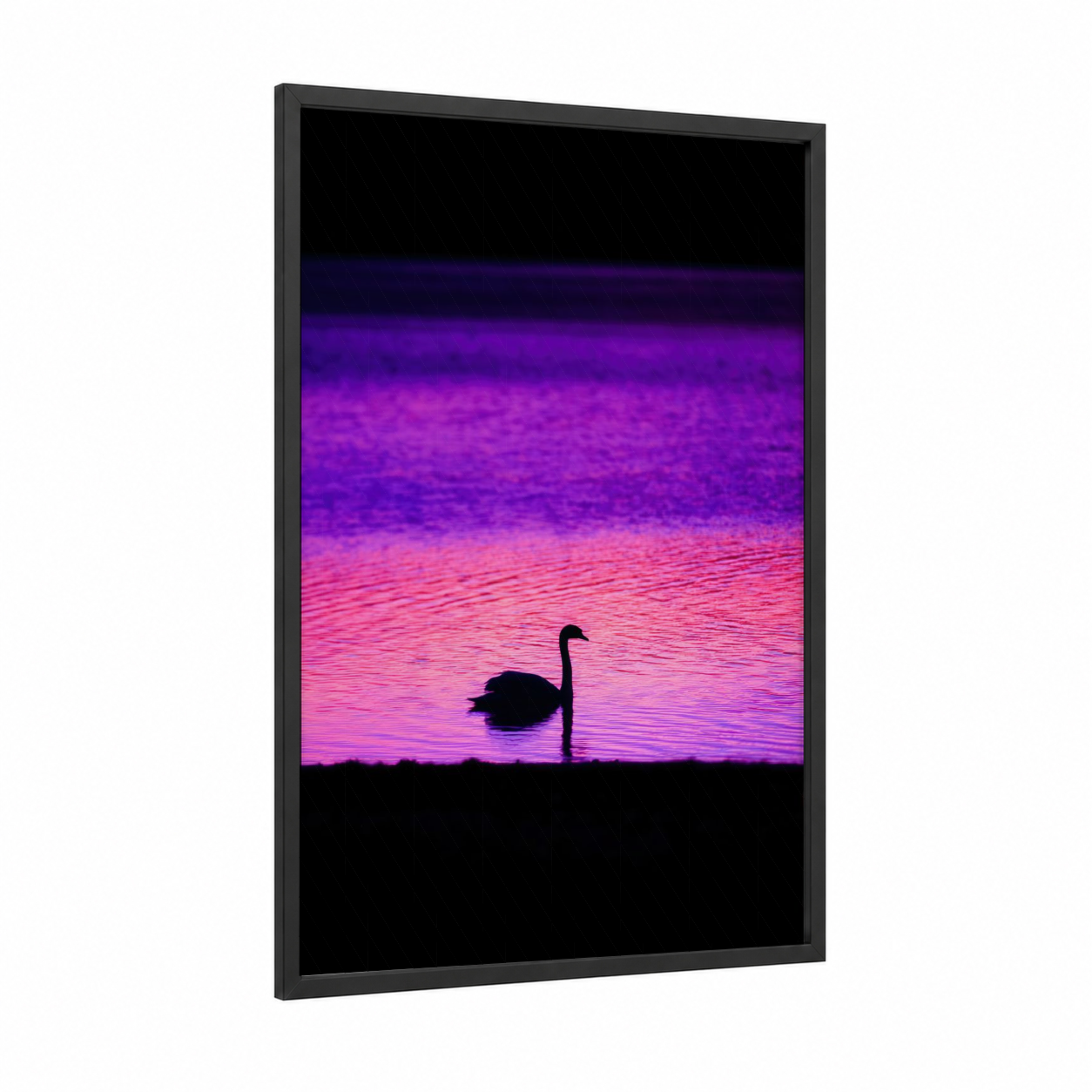 Magenta Swan Sunset framed art print — black wood frame — magenta and pink palette