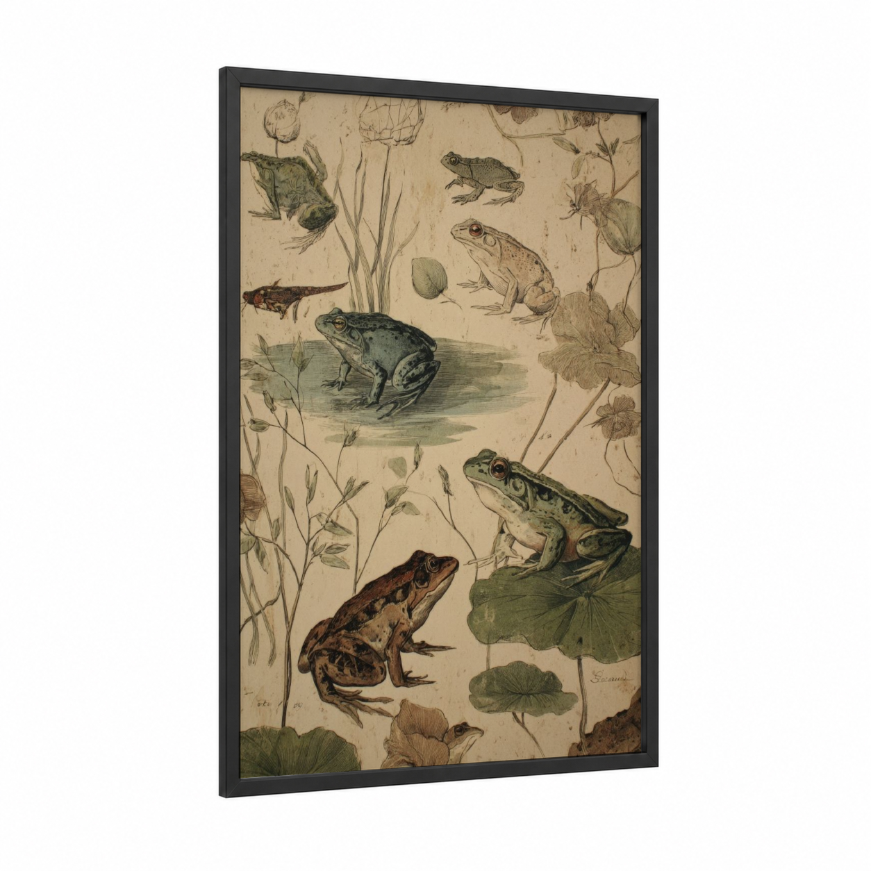 Naturalist Frog Study framed frogs and toads print — black wood frame — beige and olive palette