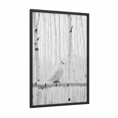 Snowy Dove framed art print — black wood frame — white and gray palette