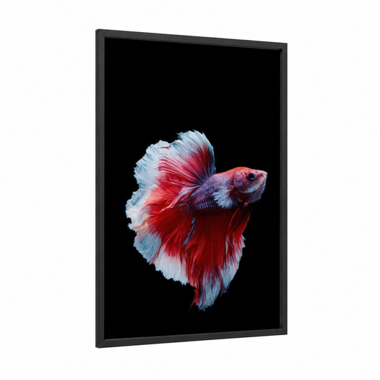 Crimson Fighting Fish framed art print — black wood frame — red and blue and white palette
