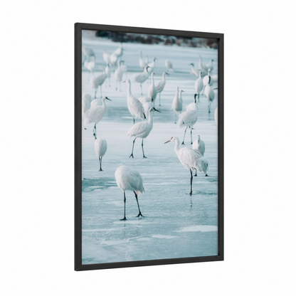 Frozen Lake Cranes framed art print — black wood frame — blue and white and white palette