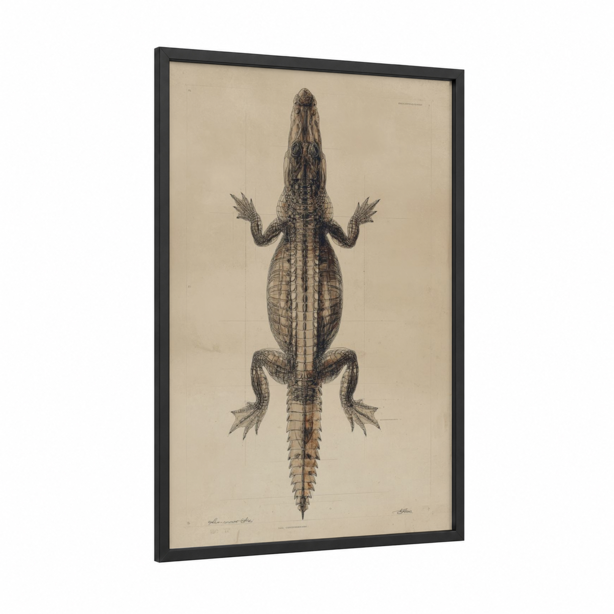 Anatomical Alligator framed art print — black wood frame — beige and black and white palette
