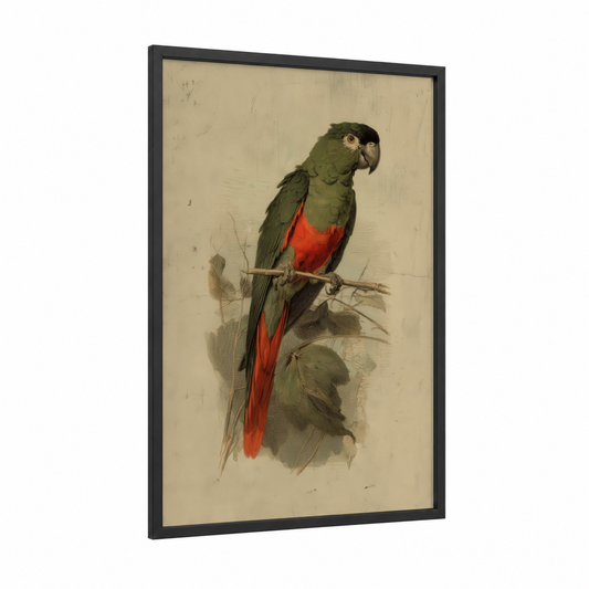 Crimson Macaw Portrait framed safari parrots print — black wood frame — green and red palette