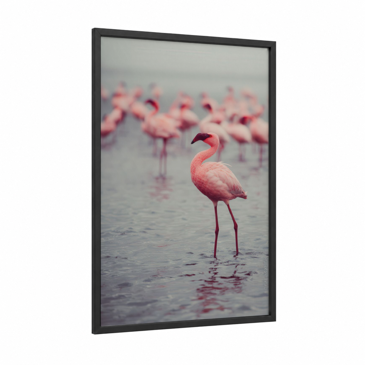 Misty Flamingo framed art print — black wood frame — pink and dove gray palette