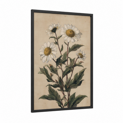 Botanical Daisy Study framed art print — black wood frame — cream and gold palette