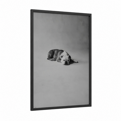Resting Bulldog framed art print — black wood frame — black and white and gray palette