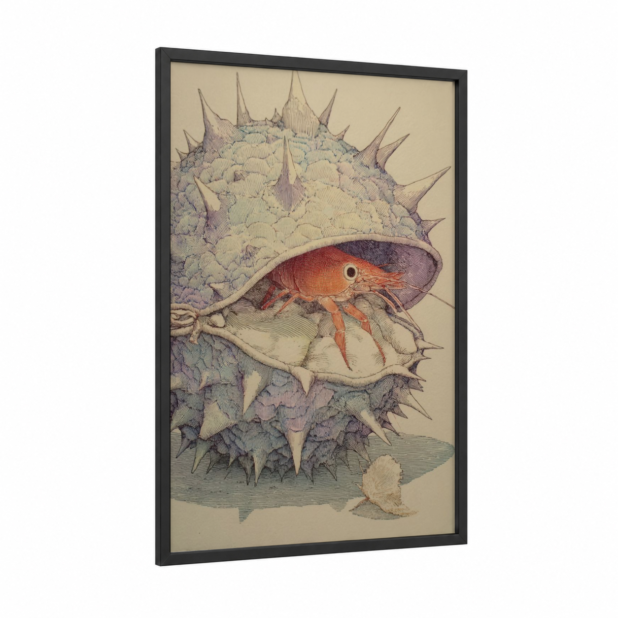 Hermit Sea Urchin framed art print — black wood frame — cream and russet palette
