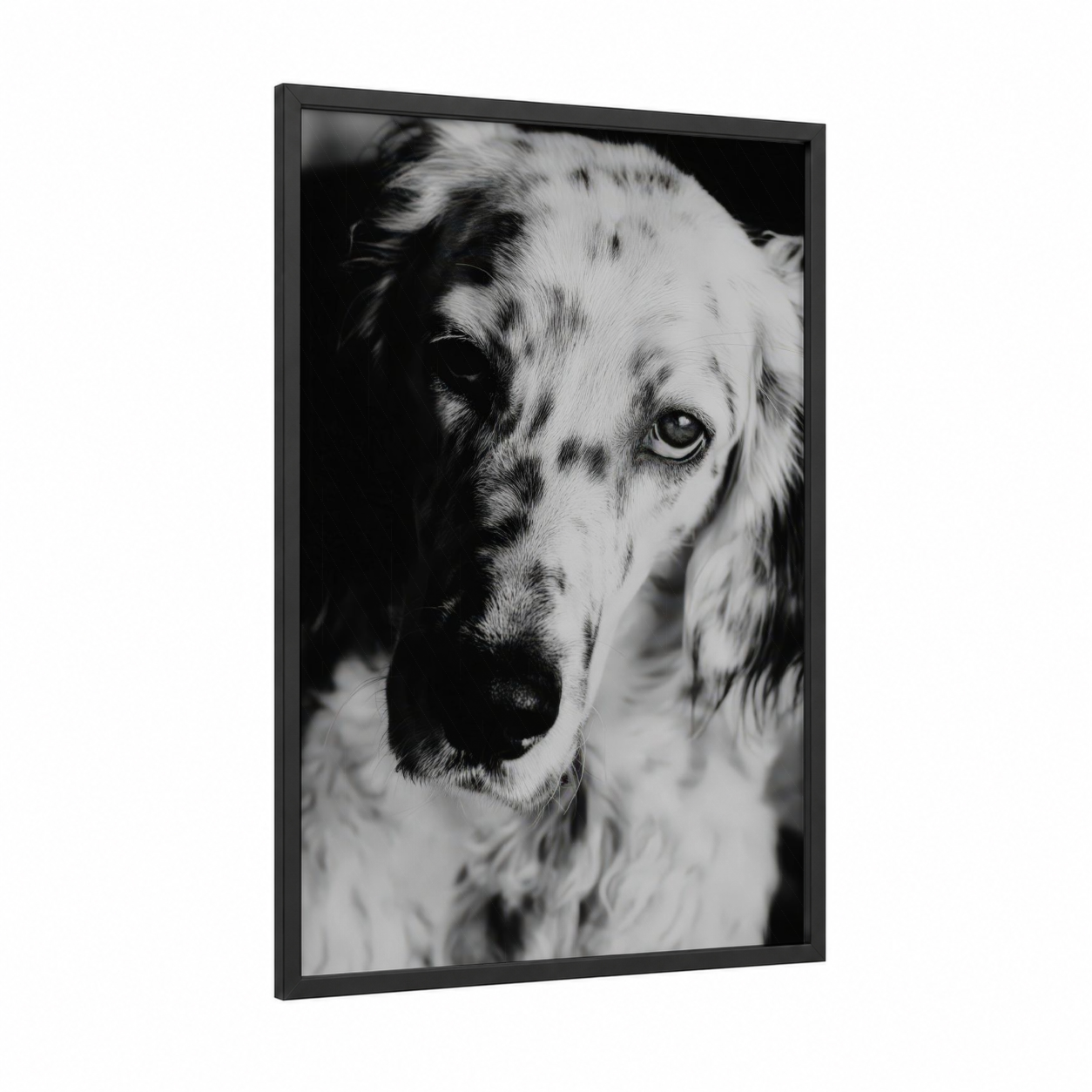 Thoughtful Setter framed art print — black wood frame — black and white palette