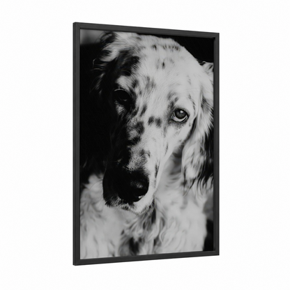 Thoughtful Setter framed art print — black wood frame — black and white palette