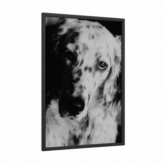 Thoughtful Setter framed art print — black wood frame — black and white palette