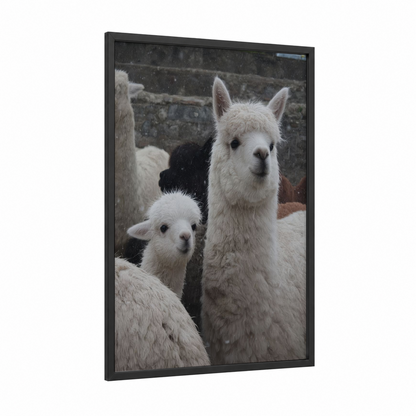 Snowy Alpaca Pair framed art print — black wood frame — white and gray palette