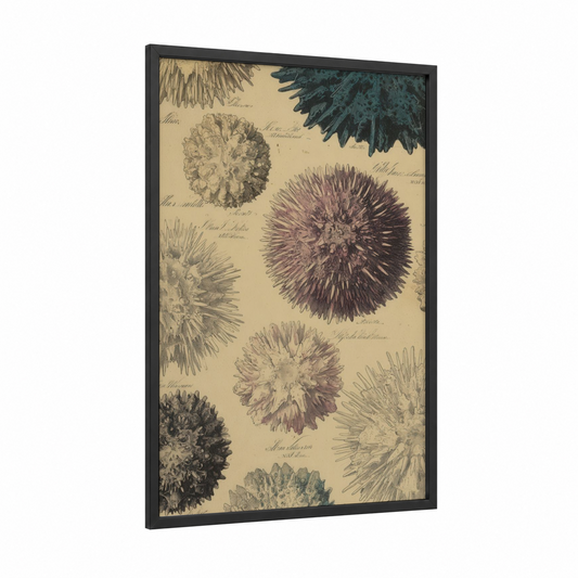 Vintage Sea Urchin framed art print — black wood frame — beige and teal palette