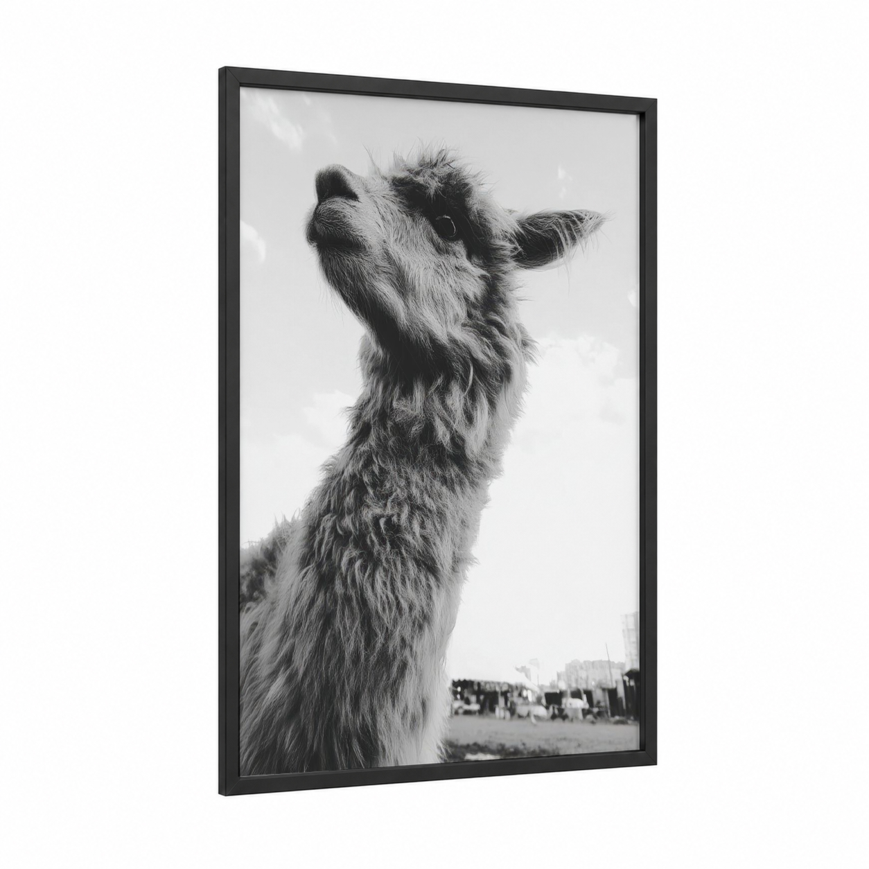 Curious Alpaca framed art print — black wood frame — black and white palette