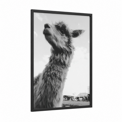 Curious Alpaca framed art print — black wood frame — black and white palette